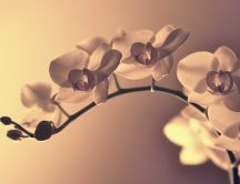 Beautiful Orchid flower - HD wallpaper