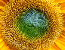 Beautiful sunflower - macro HD wallpaper