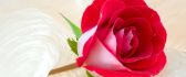 Red rose - symbol of love