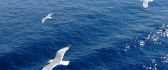Seagulls flying over blue sea - HD wallpaper