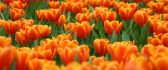 Hundreds of orange tulips - spring comes