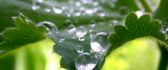 Water drops on leaf nettle - macro wallpaper