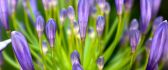 Little purple flowers - spring HD wallpaper