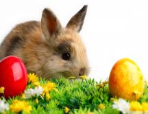 Little brown rabbit - Easter bunny