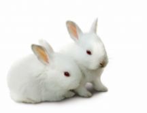 White wallpaper - two little white rabbits