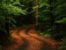 Path to the dark woods
