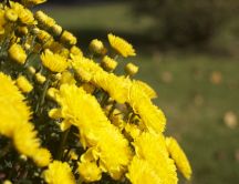Wonderful yellow bouquet - spring flowers