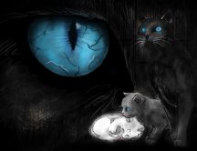 Dark eyes - cats - animal of night