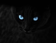 Blue eyes in the dark - black cat