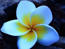 White petals with yellow spots - beautiful flower