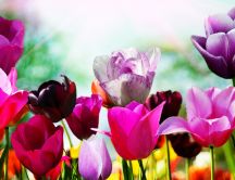 A picture filled with spring tulips - beautiful garden