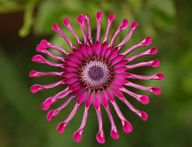 Interesting pink flower - osteospermum