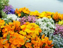 Beautiful spring garden - colorful flower