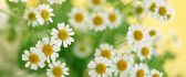 Lovely chamomile flowers - spring HD wallpaper