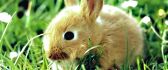 Little bunny eating grass - HD wallpaper