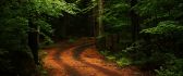 Path to the dark woods