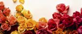 Message of love - roses in different colors