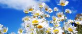 Daisies - spring flowers HD wallpaper