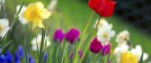 Colorful garden - tulips and daisies