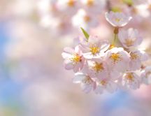 Cherry blossoms - revives nature