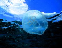 A jellyfish in blue sea HD wallpaper