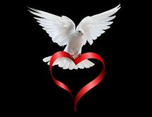 Dove of peace - love is everywhere