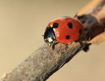 Life of ladybugs - macro HD wallpaper