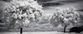 Trees loaded with flowers - HD gray wallpaper