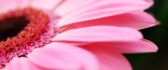 Macro pink gerbera petals