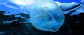 A jellyfish in blue sea HD wallpaper