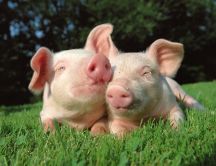 Two little sweet pigs