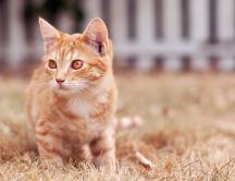 Beautiful cat with orange eyes
