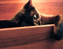 Little black spy cat HD wallpaper