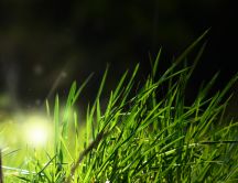 A bright light coming from the grass