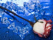 Heart of ice and a lovely rose - HD wallpaper