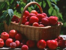 A basket full of huge and delicious cherries