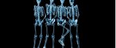 Funny shy skeletons - HD wallpaper