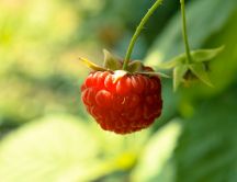 Macro raspberry - delicious red fruit