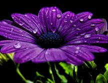 Pure purple flower - drops of water