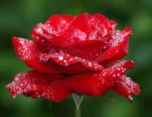 Red rose full with drops of water - Macro HD wallpaper