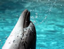 Playful dolphin - artistic photo