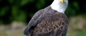 Beautiful eagle - predator