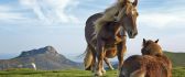 Beautiful horses playing on the field - HD wallpaper