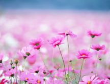 Beautiful pink windflowers - HD wallpaper