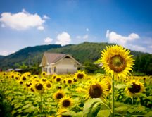 Beautiful sunflowers - the symbol of the sun
