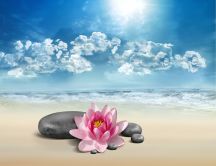 Pink lily flower and spa rocks - relaxing summer time