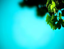 Green leaf - beautiful blue summer sky