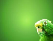 Green parrot on a green wall - HD wallpaper