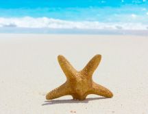 Help the starfish - summer time HD wallpaper