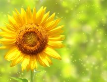 Sunflower - beautiful summer flower